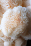 Lion's Mane Mushroom Powder