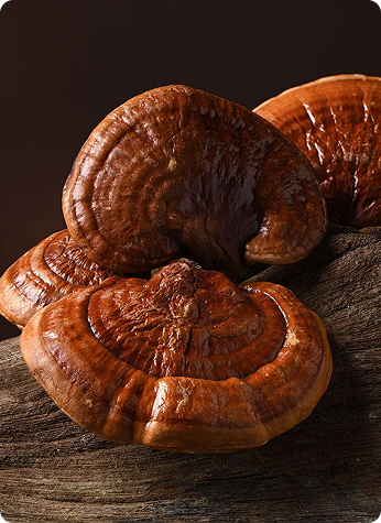 Reishi Mushroom Powder