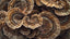 TURKEY TAIL MUSHROOM BENEFITS