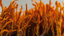 Cordyceps Mushroom Powder