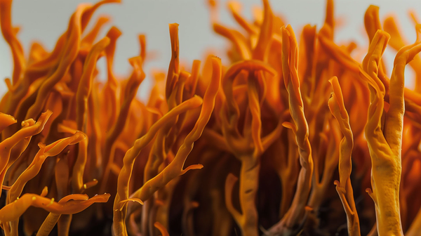 Cordyceps Mushroom Powder